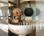 Small Photo #11 Goldendoodle-Poodle (Standard) Mix Puppy For Sale in DOTHAN, AL, USA