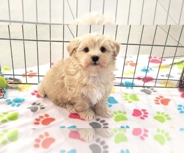 Medium Photo #2 Havanese Puppy For Sale in ORO VALLEY, AZ, USA
