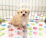 Small #1 Havanese
