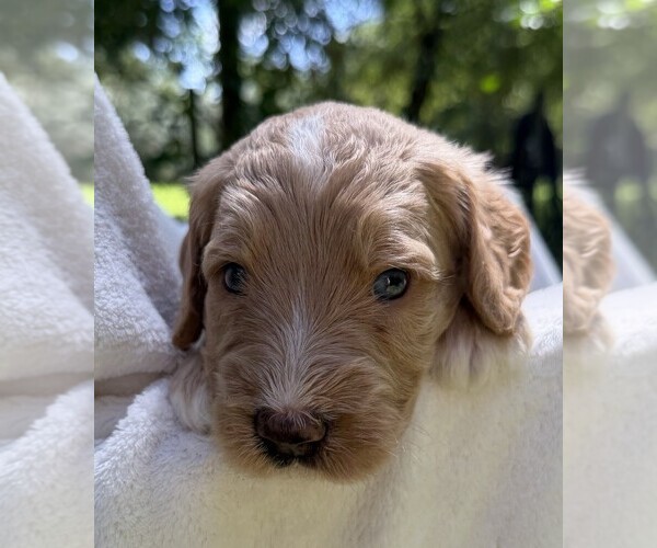 Medium Photo #96 Goldendoodle Puppy For Sale in PIERSON, FL, USA