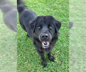 Chow Chow Dogs for adoption in Ventura, CA, USA