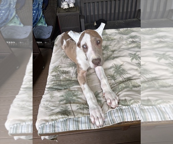 Medium Photo #3 Great Dane Puppy For Sale in LITCHFIELD, NH, USA