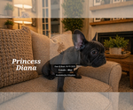 Small Photo #15 French Bulldog Puppy For Sale in FAYETTEVILLE, GA, USA