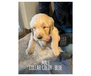 Goldendoodle Puppy for sale in SEMINOLE, TX, USA