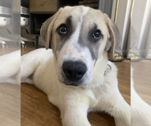 Great Pyrenees Dogs for adoption in Brooklyn, NY, USA