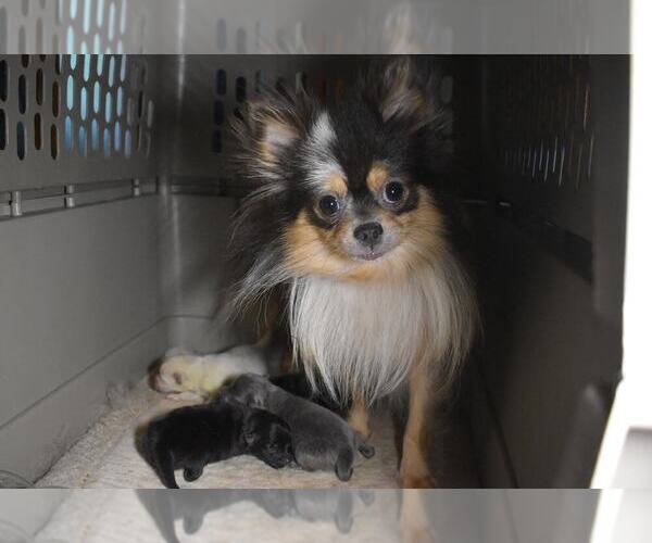 Medium Photo #5 Pomeranian Puppy For Sale in DINWIDDIE, VA, USA