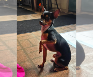 Chihuahua-Unknown Mix Dogs for adoption in Cranston, RI, USA