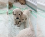 Small #10 Golden Retriever
