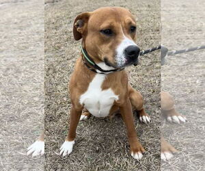 Bulldog-Labrador Retriever Mix Dogs for adoption in Tarrytown, GA, USA