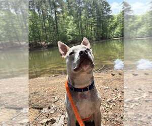 Victor - Male Bulldog-Unknown Mix Dog for Adoption - Photo #8