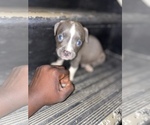 Small Photo #2 American Staffordshire Terrier Puppy For Sale in HOMESTEAD, FL, USA