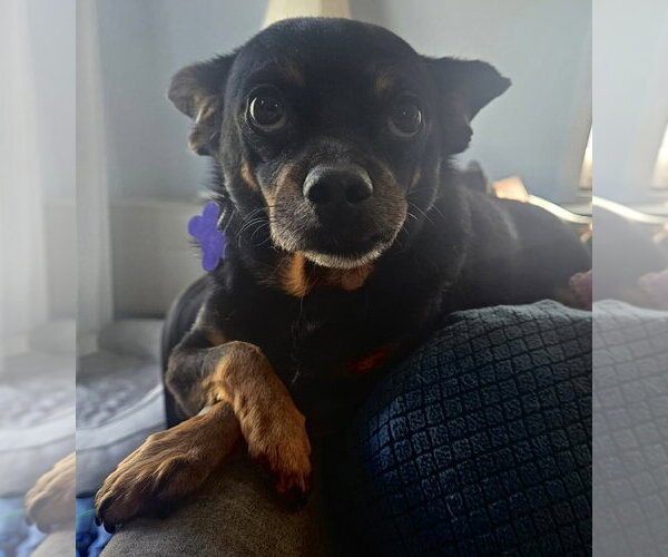 Medium Photo #8 Chihuahua-Unknown Mix Puppy For Sale in Oak Bluffs, MA, USA