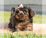 Small Photo #32 Maltipoo (Toy) Puppy For Sale in WARSAW, IN, USA