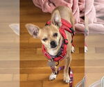 Small #6 Chihuahua Mix
