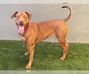 PENNY - Female Doberman Pinscher-Unknown Mix Dog for Adoption - Photo #3