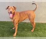 Small #2 Doberman Pinscher Mix