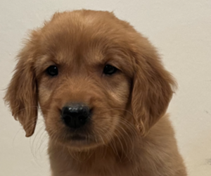 Golden Retriever Puppy for sale in COLUMBUS, IN, USA