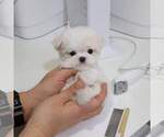 Small #3 Maltese