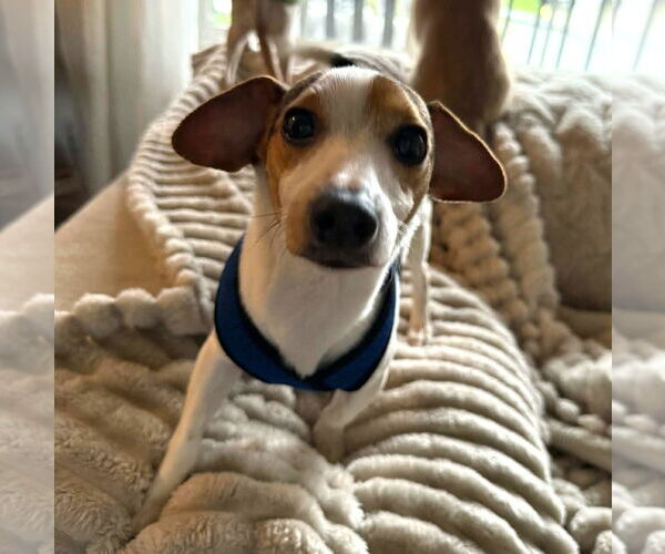 Medium Photo #3 Cheagle Puppy For Sale in Arlington, WA, USA