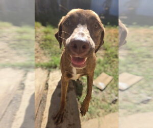 Jennica - Female Mutt Dog for Adoption - Photo #2