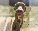 Small Photo #2 Mutt Puppy For Sale in Jackson, MS, USA