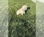 Small Photo #1 Aussiedoodle Miniature  Puppy For Sale in BLOOMFIELD, IN, USA
