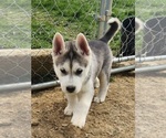 Small Photo #9 Siberian Husky Puppy For Sale in BLOOMFIELD, KY, USA