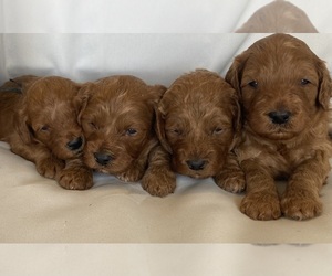 Goldendoodle (Miniature) Puppy for sale in WICHITA, KS, USA
