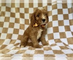 Small #2 Cavapoo (Miniature)
