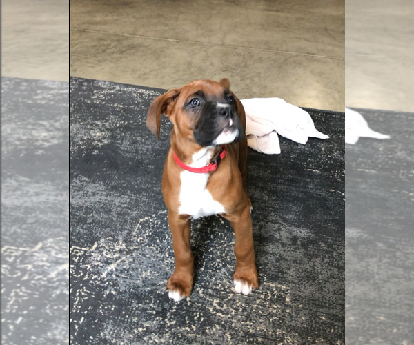Medium Photo #10 Boxer Puppy For Sale in APPLE CREEK, OH, USA