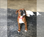 Small Photo #10 Boxer Puppy For Sale in APPLE CREEK, OH, USA