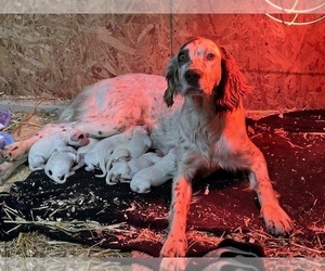 Llewellin Setter Puppy for Sale in BASCO, Illinois USA