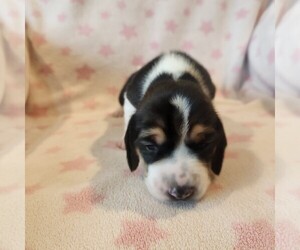 Medium Beagle