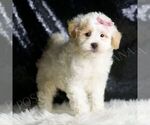 Small #2 Maltipoo