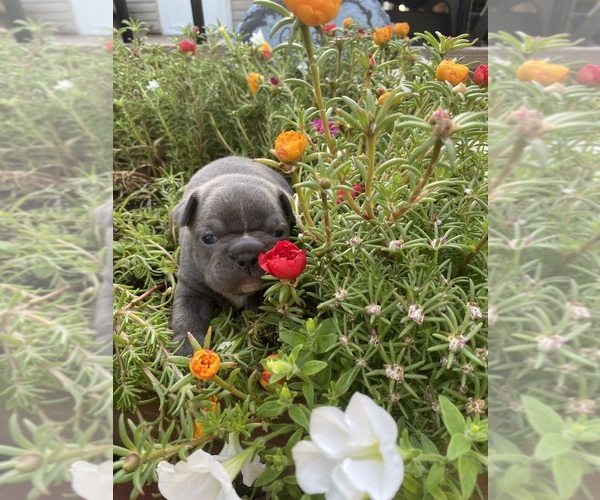 Medium Photo #3 Faux Frenchbo Bulldog Puppy For Sale in FREDONIA, KS, USA