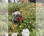 Small #2 Faux Frenchbo Bulldog