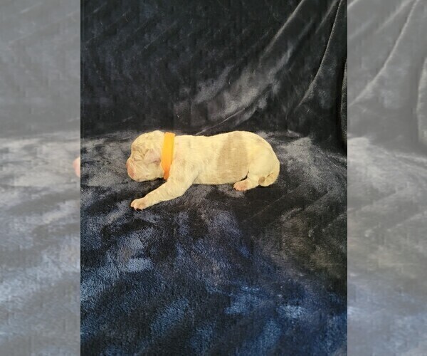 Medium Photo #4 Olde English Bulldogge Puppy For Sale in HAMLER, OH, USA