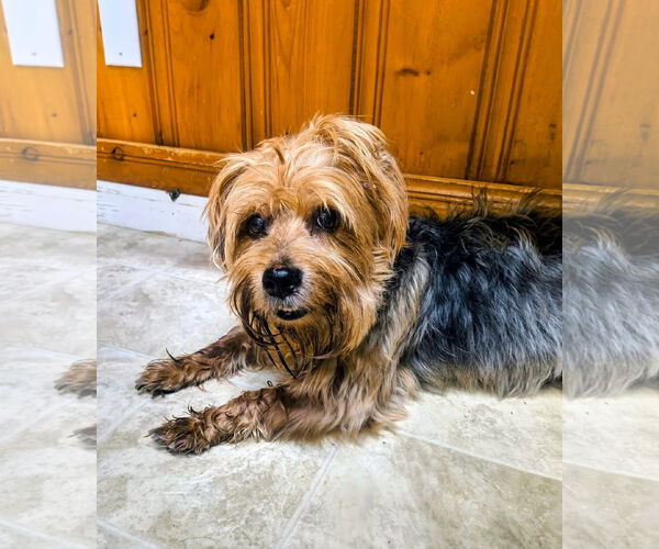 Medium Photo #4 Mutt Puppy For Sale in Raleigh, NC, USA