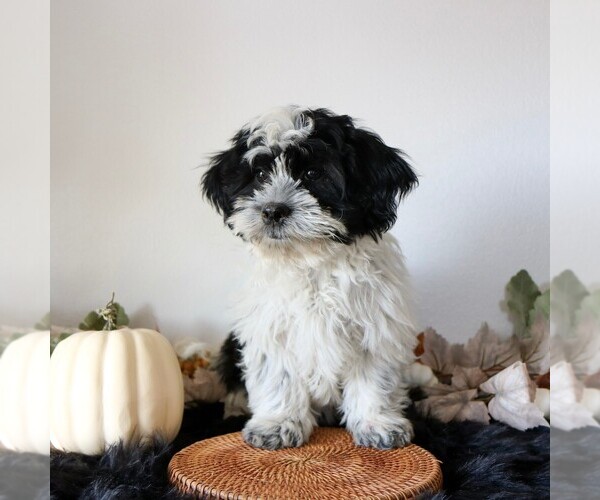 Medium Photo #1 Zuchon Puppy For Sale in ARTHUR, IL, USA