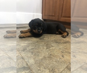 Rottweiler Puppy for sale in GOSHEN, IN, USA