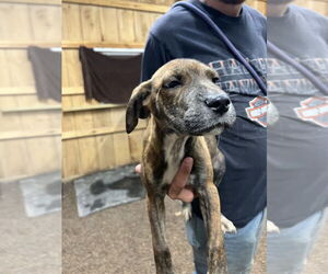 Black and Tan Coonhound-Labrador Retriever Mix Dogs for adoption in Benton, PA, USA