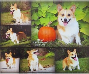 Father of the Pembroke Welsh Corgi puppies born on 11/06/2020