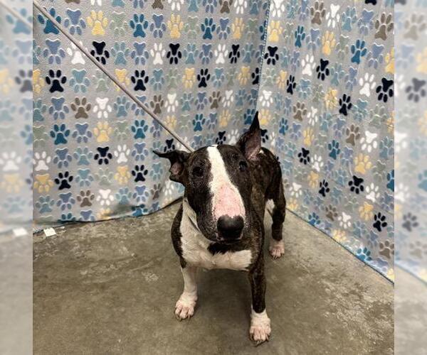 Medium Photo #1 Bull Terrier Puppy For Sale in Rosenberg, TX, USA
