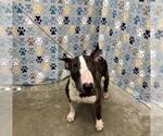 Small Bull Terrier