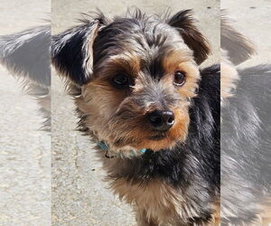 Mutt Dogs for adoption in Arlington, VA, USA