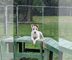 Small Photo #5 Parson Russell Terrier-Unknown Mix Puppy For Sale in Calhoun, GA, USA