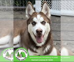 Bubbles - Male Siberian Husky Dog for Adoption - Small photo