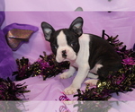 Minka - Female Boston Terrier Puppy for Sale - Photo #4