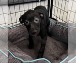 Small Photo #1 Pointer-Unknown Mix Puppy For Sale in Royal Palm Beach, FL, USA