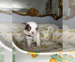 Small #13 Chihuahua